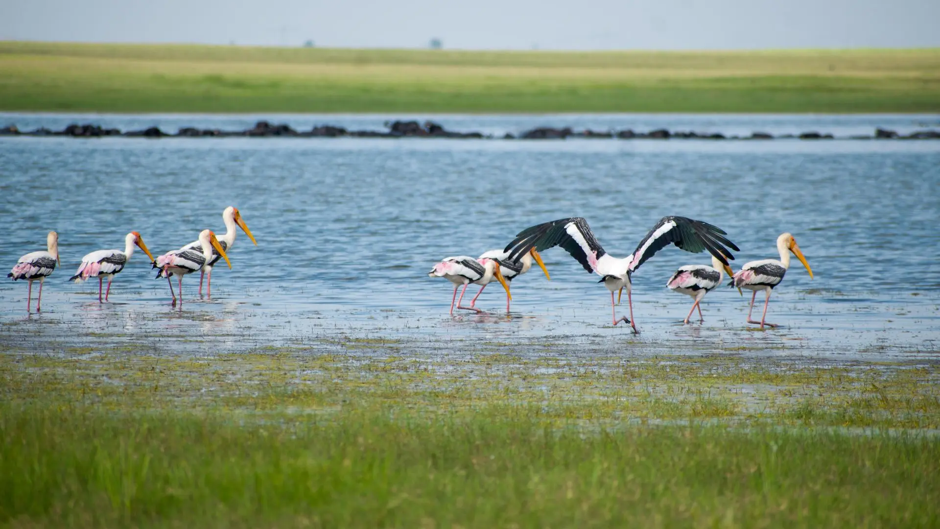 Bundala National Park