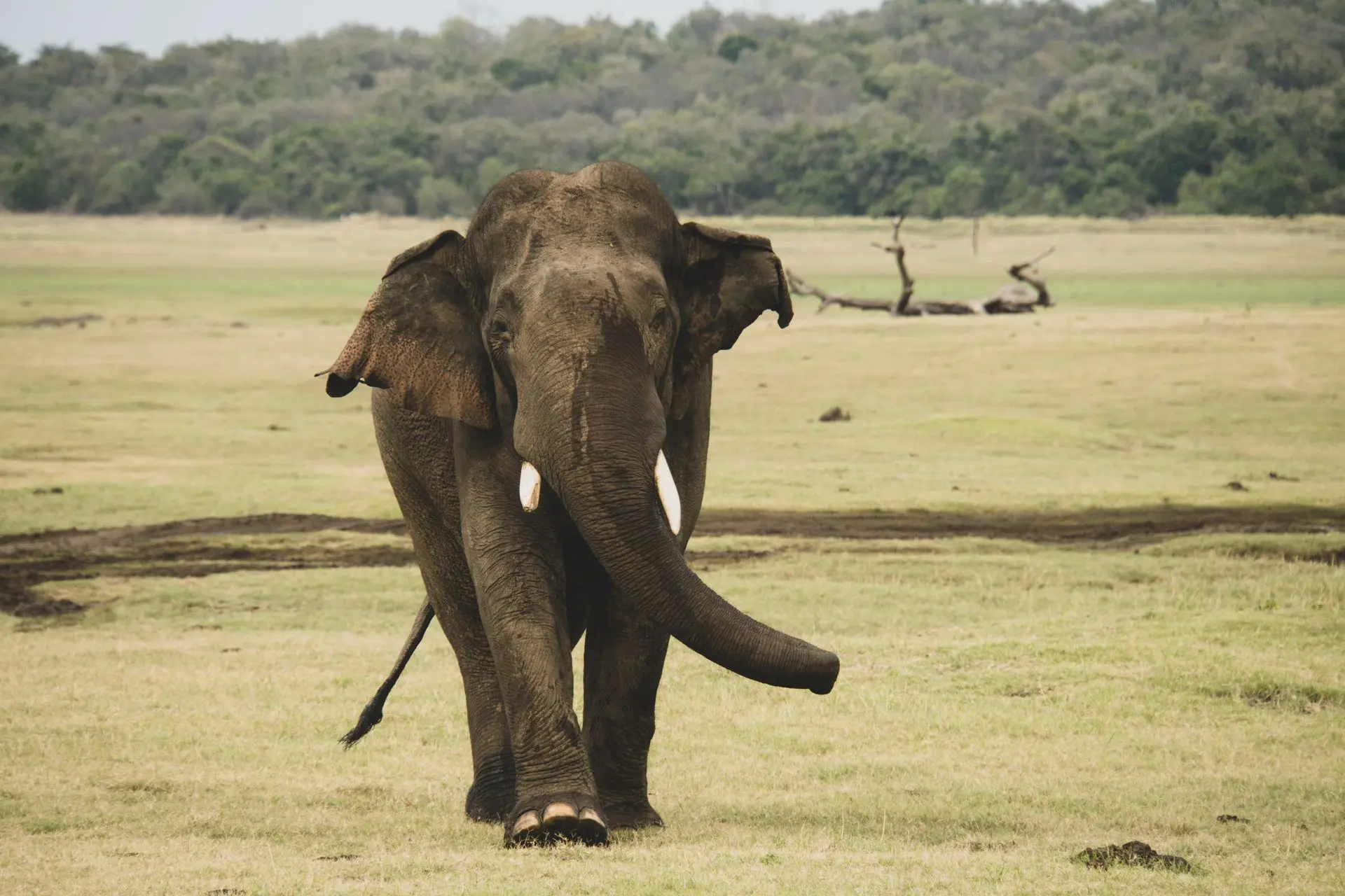 Gal Oya National Park