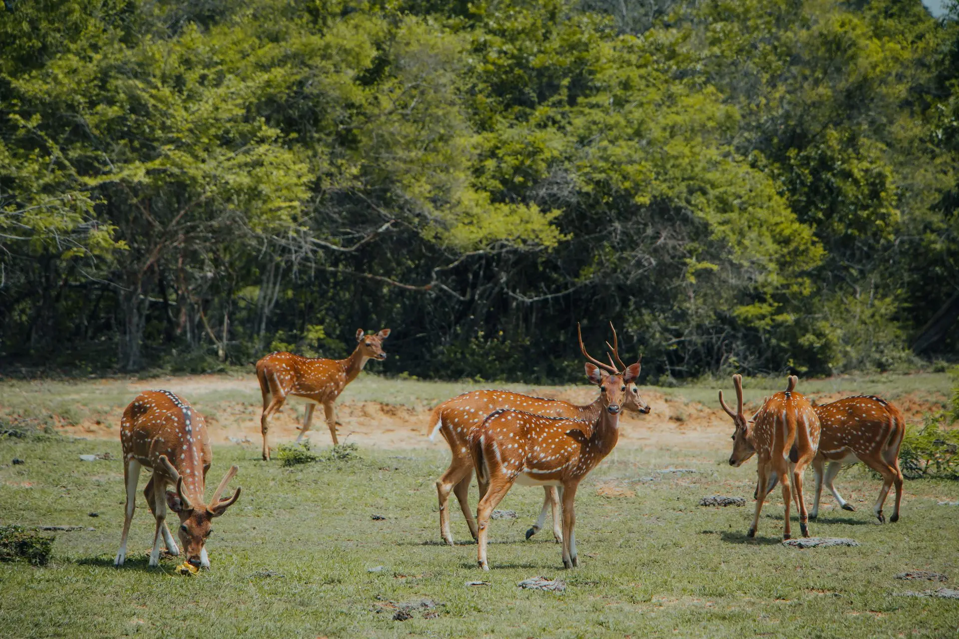 Kumana National Park