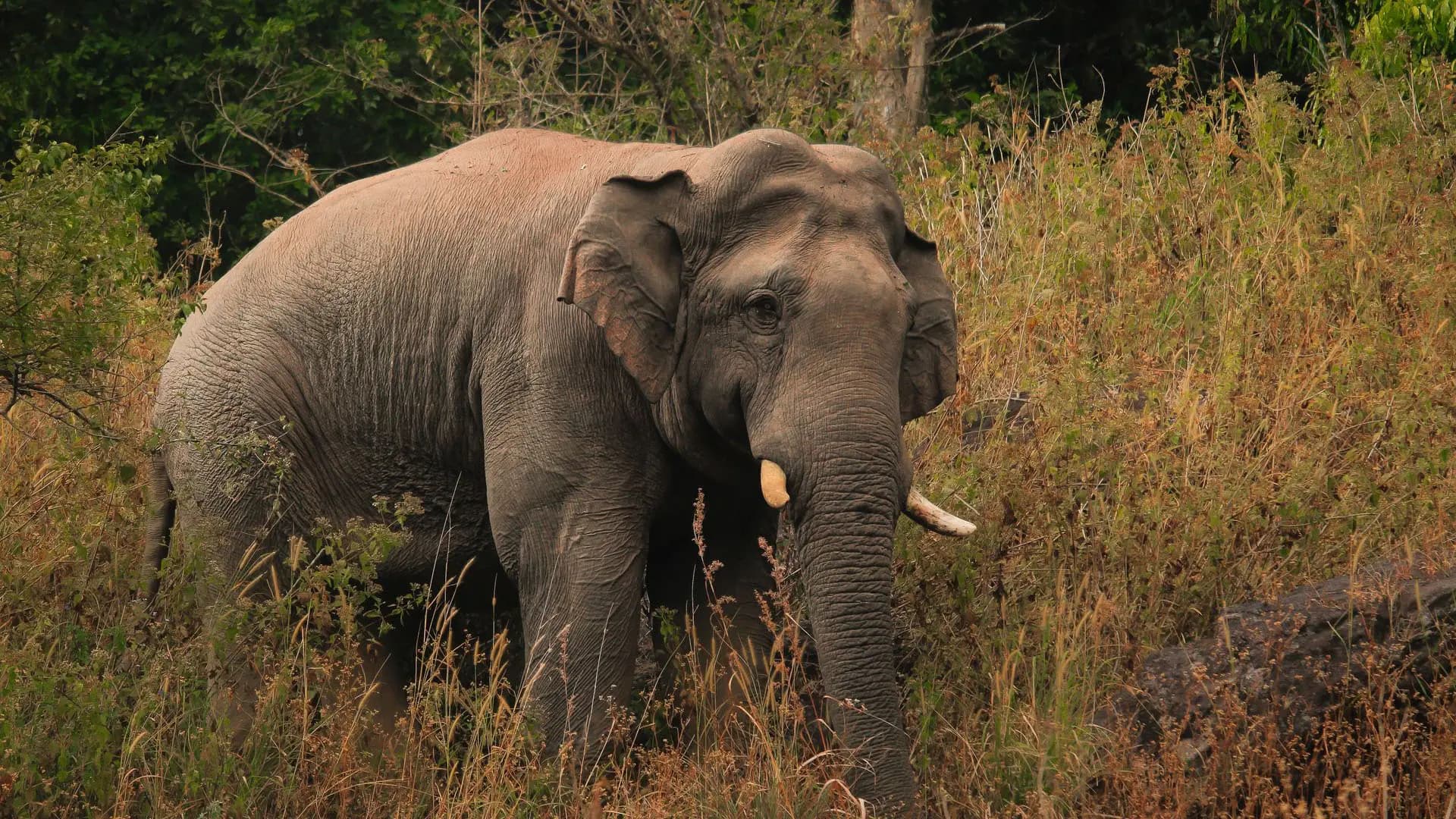 Wasgamuwa National Park