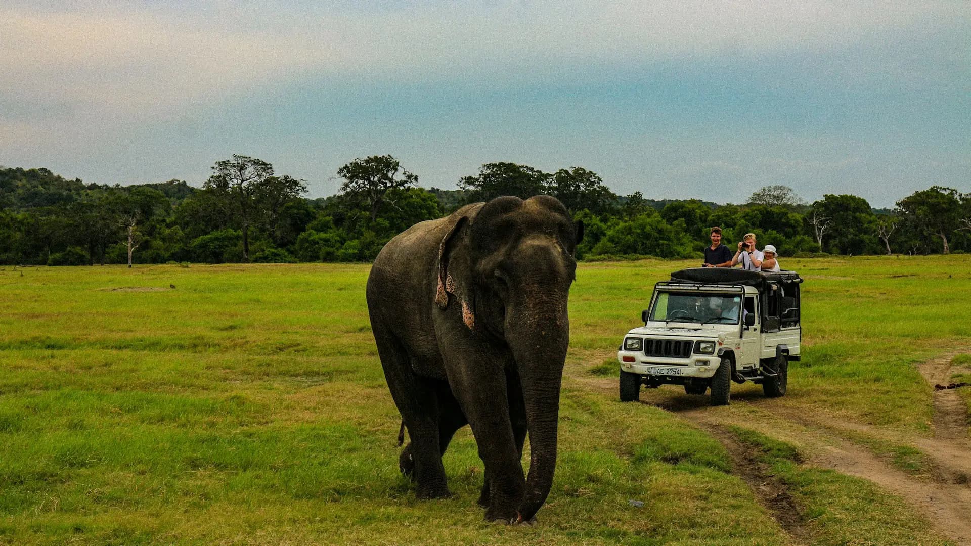 Wildlife & Safari