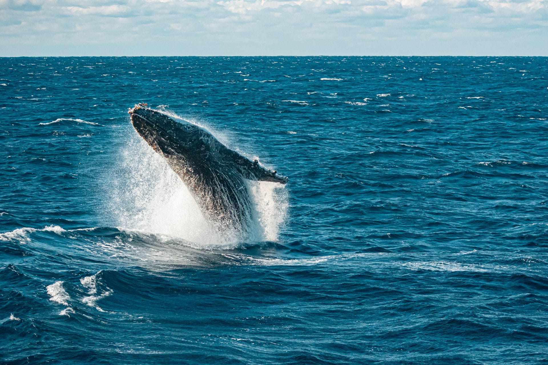 Wildlife & Wonders