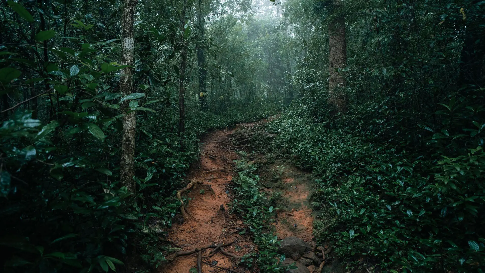 Sinharaja Forest Reserve