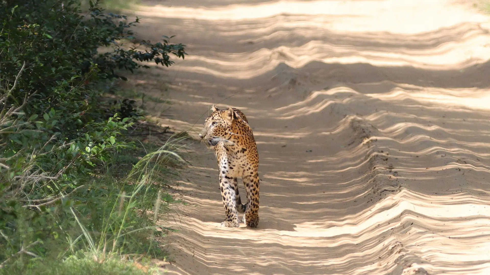 Wilpattu National Park